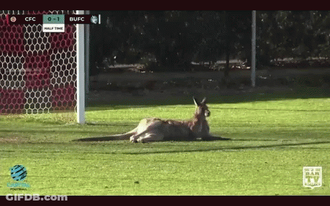 A Kangaroo Is Laying On A Soccer Field With A Scoreboard That Says Cfc 0-1 Bufc Half Time GIF