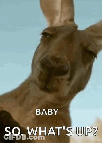 A Kangaroo Is Looking At The Camera With The Words `` Baby So What 'S Up '' Written Above It . GIF