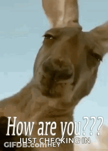 A Kangaroo Is Looking At The Camera With The Words `` How Are You '' Just Checking In . GIF