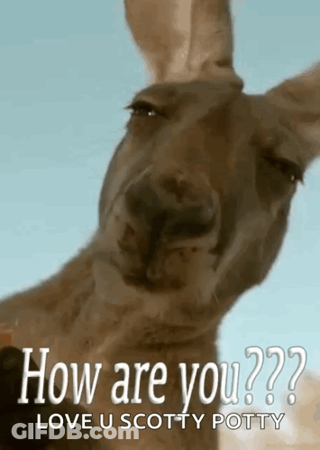 A Kangaroo Is Looking At The Camera With The Words How Are You Love U Scotty Potty GIF