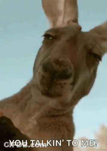 A Kangaroo Is Looking At The Camera With The Words `` You Talkin ' To Me '' Written On It . GIF