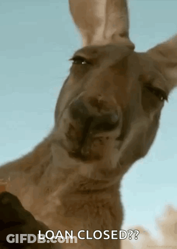 A Kangaroo Is Making A Funny Face And Looking At The Camera While Saying `` Loan Closed '' . GIF