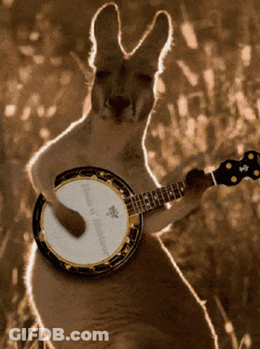 Kangaroo Playing Banjo With Yamaha Logo GIF
