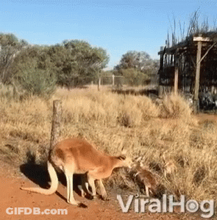 A Kangaroo Is Standing In A Field With The Words Viralhog Written On The Bottom GIF