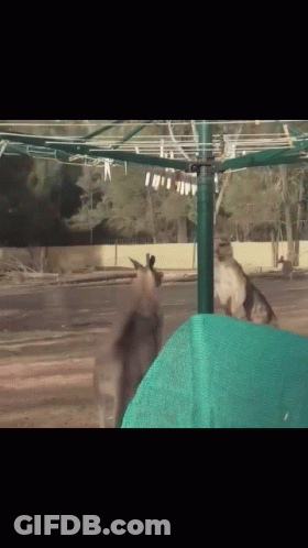 A Kangaroo Is Standing In Front Of A Clothesline GIF