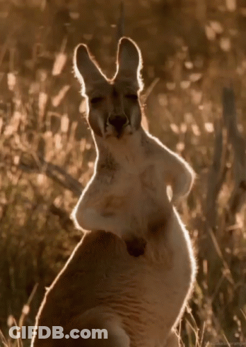 A Kangaroo Is Standing In The Grass With Its Back To The Camera GIF