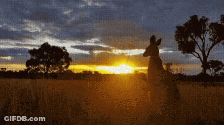 A Kangaroo Stands In A Field At Sunset With Trees In The Background GIF