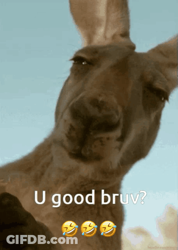 A Kangaroo With The Words U Good Bruv On The Bottom GIF