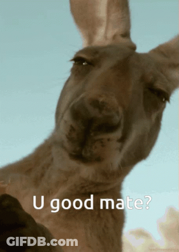 A Kangaroo With The Words " U Good Mate " Written Below It GIF