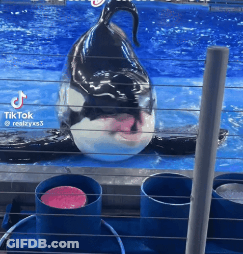 A Killer Whale In A Tank With A Pink Ball In Front Of It And The Words Tiktok @ Realzyxs3 GIF