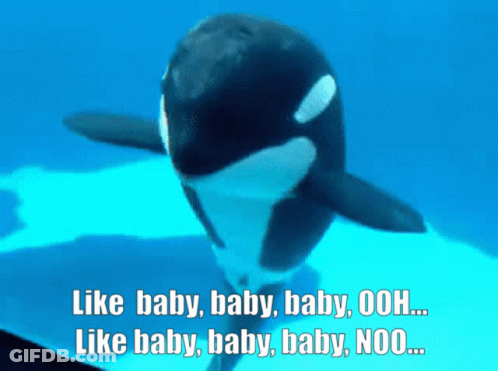 A Killer Whale With The Words Like Baby Baby Baby Ooh Like Baby Baby Baby Noo Written Below It GIF