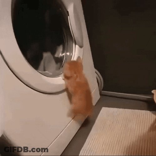 A Kitten Climbs Into A Washing Machine Door GIF