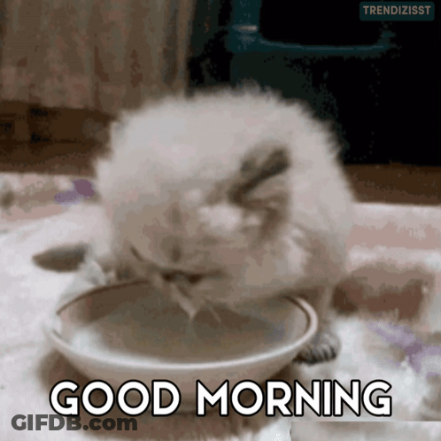 A Kitten Drinking From A Bowl With The Words " Good Morning " Above It GIF