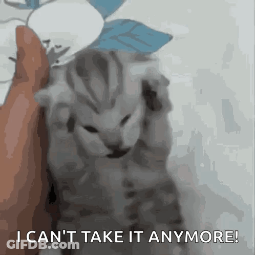 A Kitten Is Being Held By A Person And Says I Can 'T Take It Anymore ! GIF