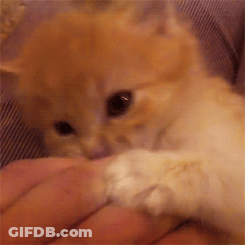 A Kitten Is Being Held In Someone 'S Hand And Looking At The Camera GIF