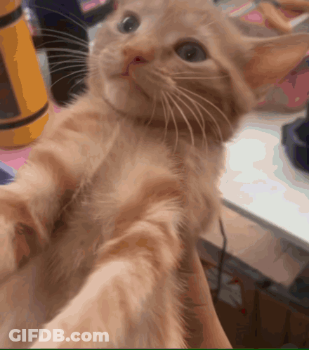 A Kitten Is Being Held In Someone 'S Hand And Looks At The Camera GIF