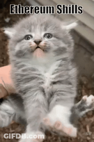 A Kitten Is Being Held In Someone 'S Hand With The Words " Ethereum Shills " On The Bottom GIF