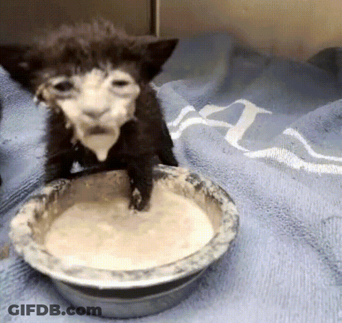 A Kitten Is Drinking From A Bowl On A Blue Towel GIF