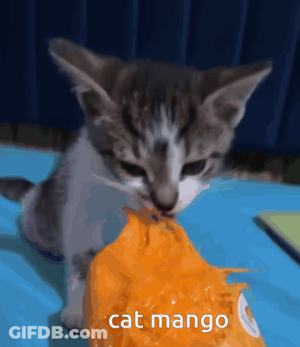 A Kitten Is Eating A Slice Of Mango With The Words Cat Mango Written Below It GIF