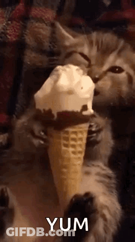 A Kitten Is Eating An Ice Cream Cone On A Blanket . GIF