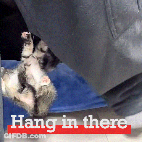 A Kitten Is Hanging Upside Down With The Words Hang In There Below It GIF