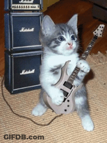 A Kitten Is Holding A Guitar In Front Of A Stack Of Marshall Amplifier Speakers GIF