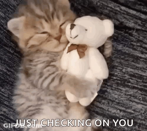 A Kitten Is Hugging A Teddy Bear While Sleeping On A Bed . GIF