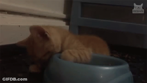 A Kitten Is Laying In A Blue Bowl Of Food On The Floor . GIF