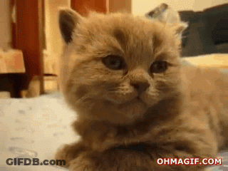 A Kitten Is Laying On A Bed And The Website Ohmagif.com Is Displayed Below It GIF