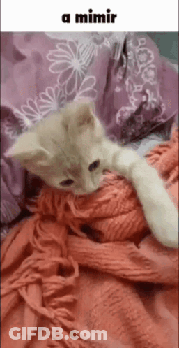 A Kitten Is Laying On A Bed With A Blanket And A Pillow . GIF