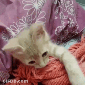 A Kitten Is Laying On A Bed With A Pink Blanket And A Pink Pillow . GIF