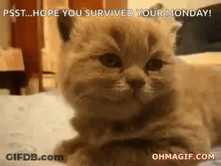 A Kitten Is Laying On A Bed With The Words `` Hope You Survived Your Monday '' Written Above It . GIF