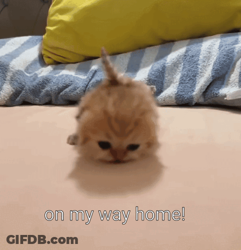 A Kitten Is Laying On A Bed With The Words On My Way Home Written Below It GIF