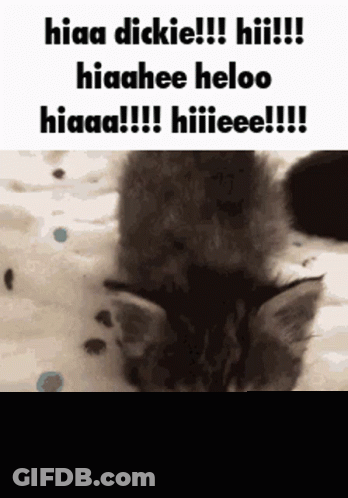 A Kitten Is Laying On A Blanket With A Caption That Says Hiaaa Dickie !!! Hii !!! GIF