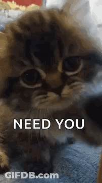 A Kitten Is Laying On A Blanket With The Words `` Need You '' Written On The Bottom . GIF