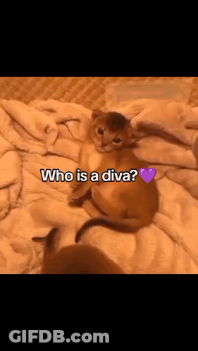 A Kitten Is Laying On A Blanket With The Words Who Is A Diva Written Above It GIF