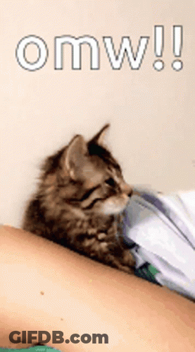 A Kitten Is Laying On A Person 'S Arm And The Word Omw Is Above It GIF