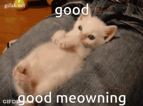A Kitten Is Laying On A Person 'S Leg With The Words Good Good Meowning Written Below It GIF