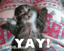 A Kitten Is Laying On A Pillow With The Words Yay Written On It . GIF