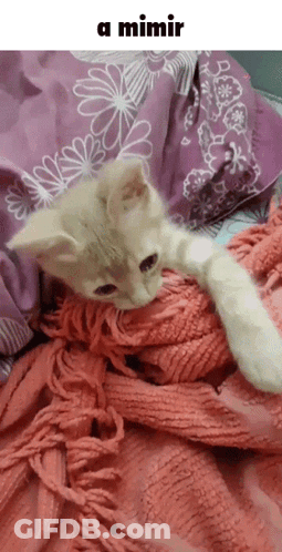 A Kitten Is Laying On A Pink Blanket On A Bed With A Caption That Says A Mimir GIF