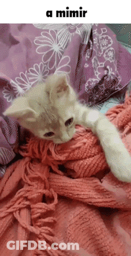 A Kitten Is Laying On A Pink Blanket With The Words A Mimir Below It GIF