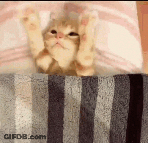 A Kitten Is Laying On A Striped Blanket With Its Paws Outstretched . GIF