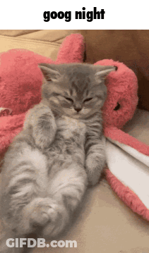 A Kitten Is Laying On Its Back Next To A Stuffed Animal With The Words Goog Night Written Above It GIF