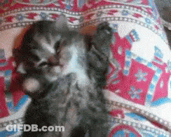 A Kitten Is Laying On Its Back On A Bed GIF