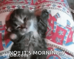 A Kitten Is Laying On Its Back On A Bed And Says `` No ! It 'S Morning ! '' GIF