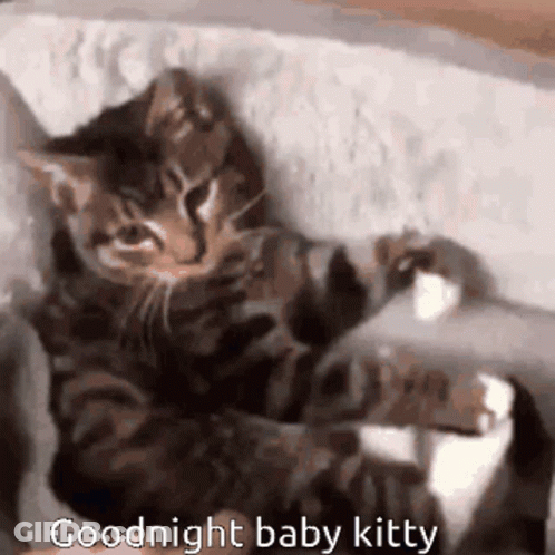A Kitten Is Laying On Its Back On A Bed With The Words `` Goodnight Baby Kitty '' Written Above It . GIF