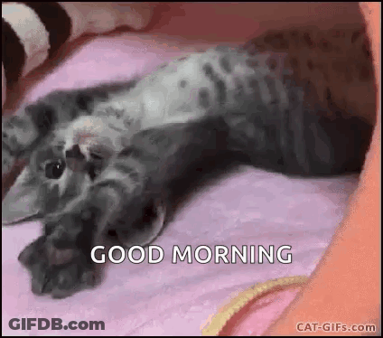 A Kitten Is Laying On Its Back On A Pink Blanket And Says `` Good Morning '' . GIF