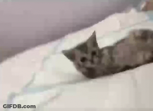 A Kitten Is Laying On Top Of A Bed With A White Blanket . GIF