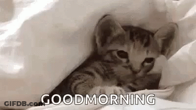 A Kitten Is Laying Under A Blanket On A Bed And Says `` Good Morning '' . GIF
