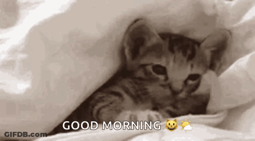 A Kitten Is Laying Under A Blanket With The Words `` Good Morning '' Written Above It . GIF